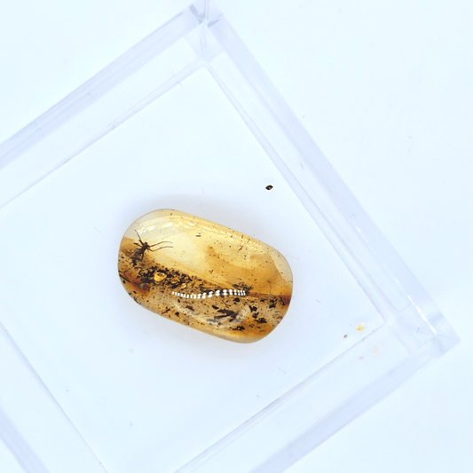 Bernstein mit Historischem Insekt Fossil
