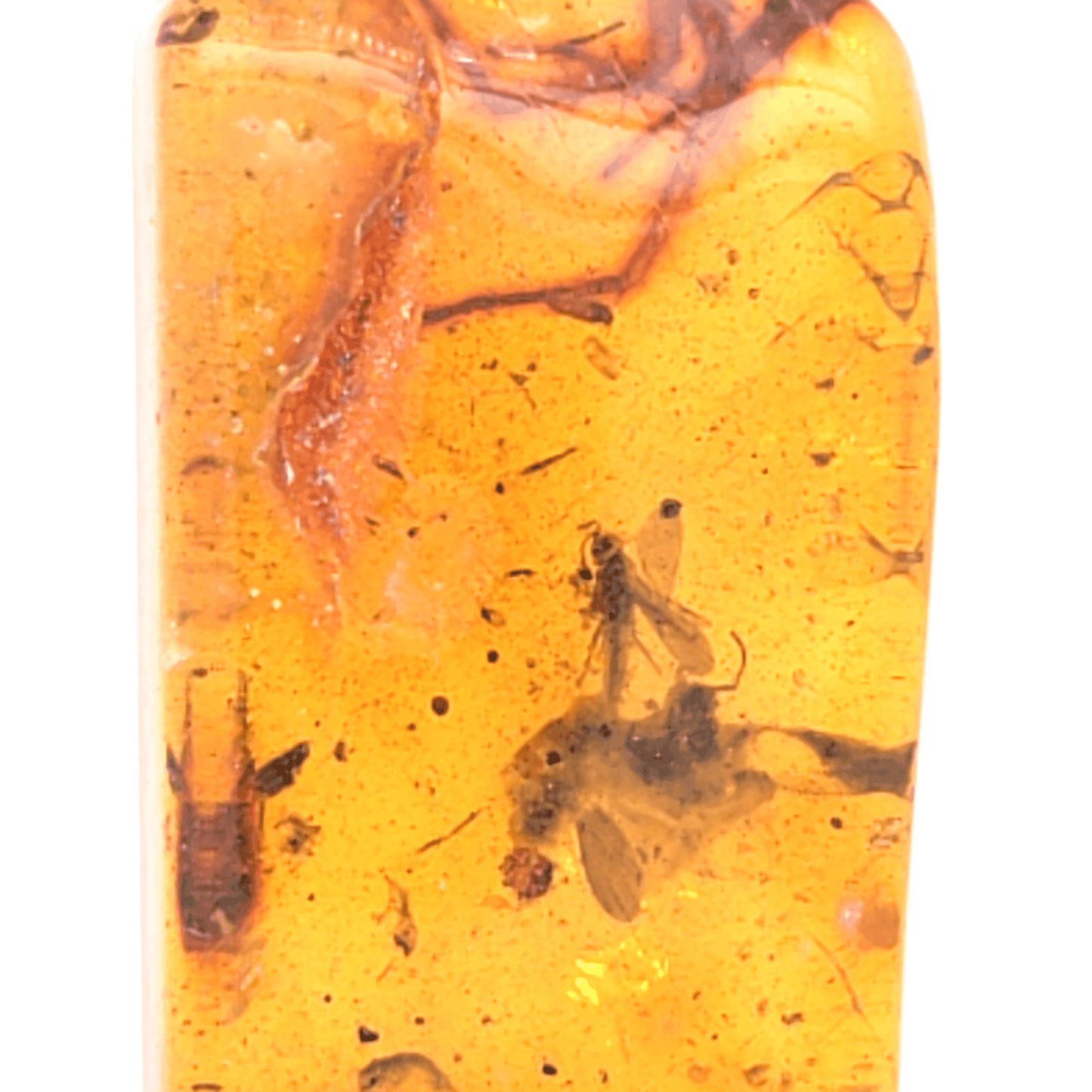 Natuurlijke barnsteen met gefossiliseerd vliegend insect