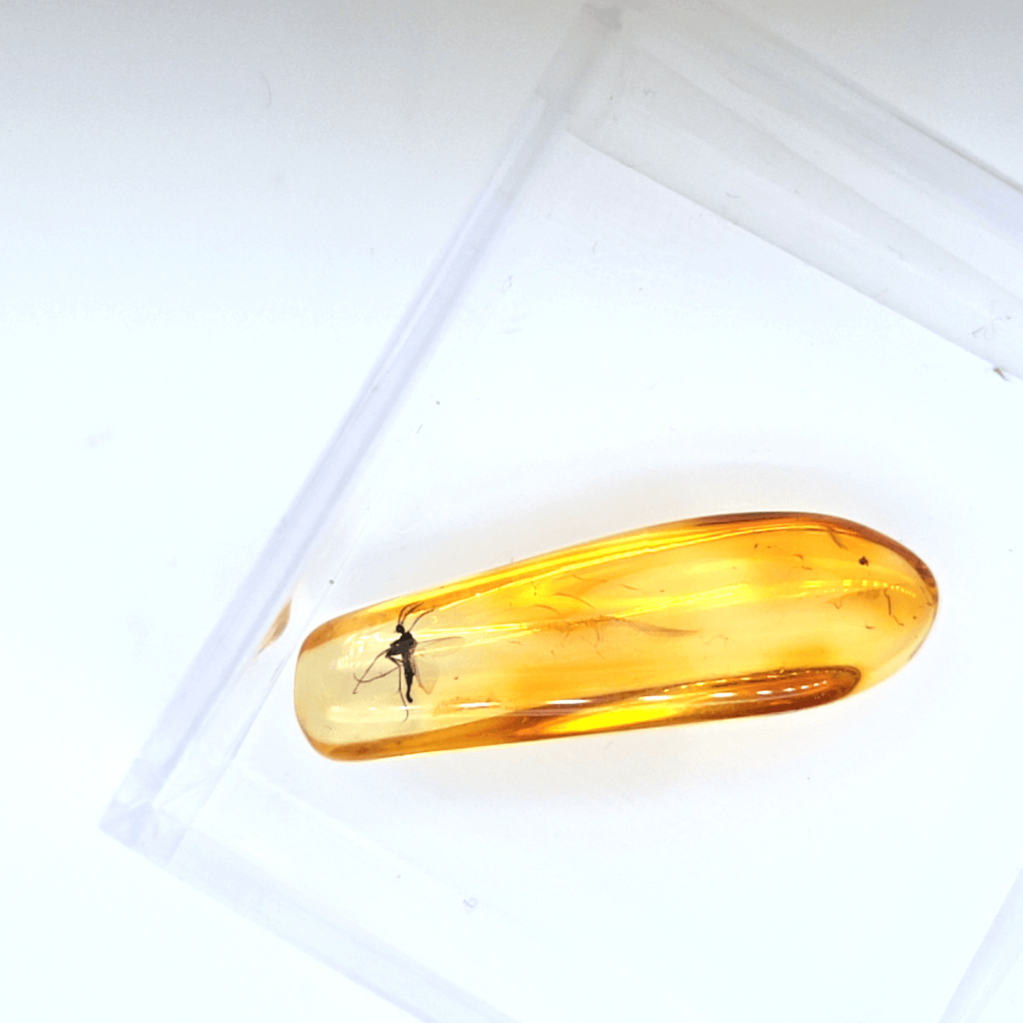 Natur Bernstein mit Urzeitlichem Insekt