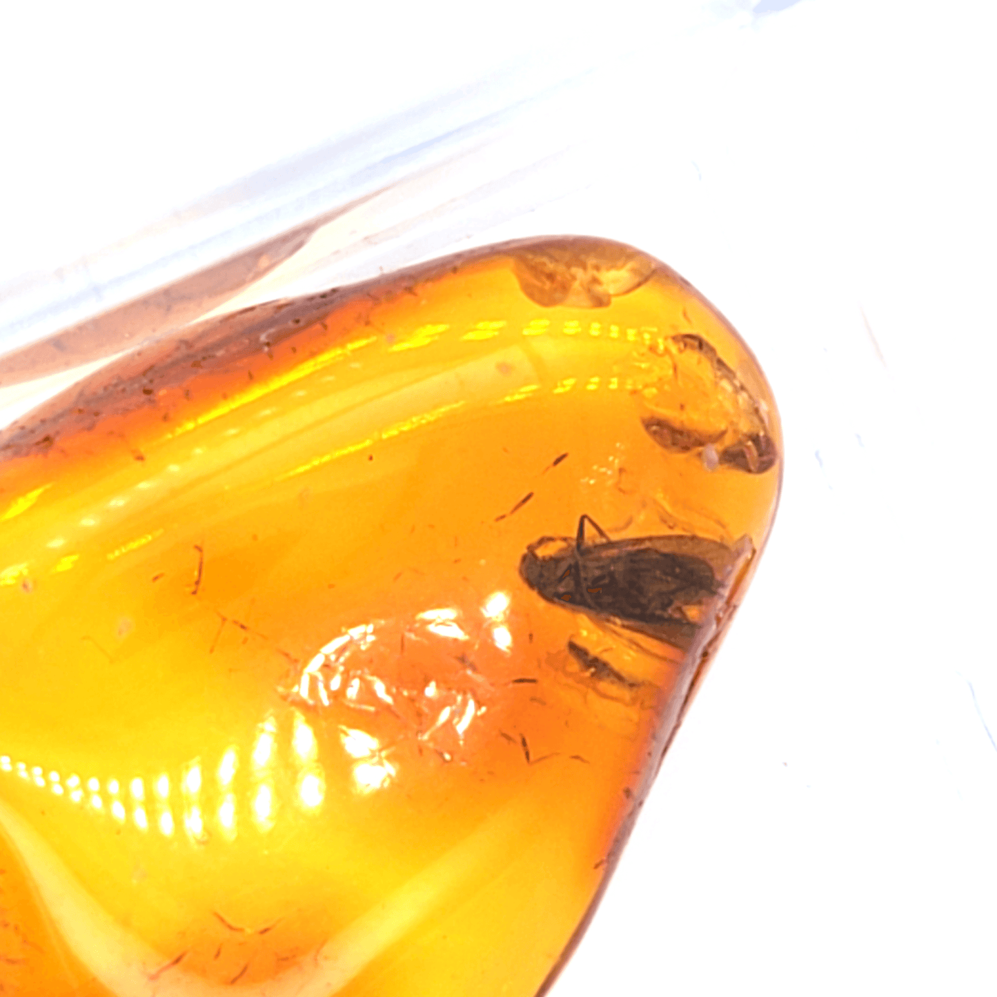 Bernstein Fossil mit Millionen Jahre Altem Insekt