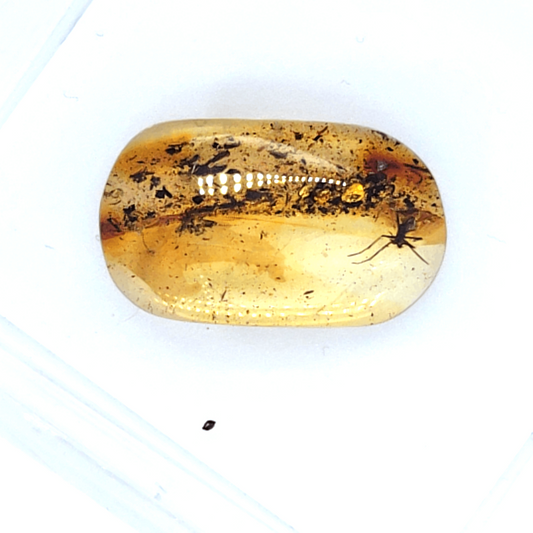 Bernstein mit Historischem Insekt Fossil