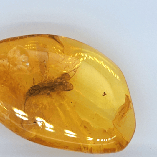 Echter Bernstein mit Historischem Insekt