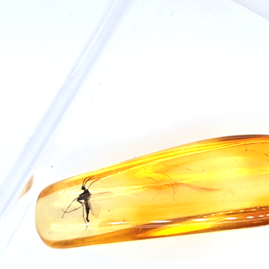 Natur Bernstein mit Urzeitlichem Insekt