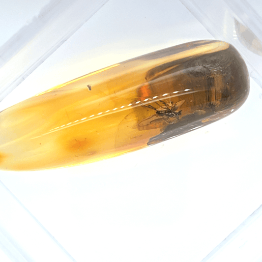Sammler Bernstein mit Urzeitlichem Insekt