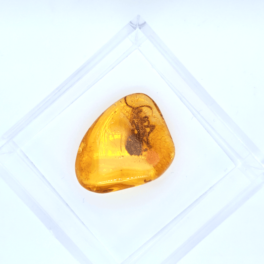 Baltischer Bernstein mit Seltenem Fossil