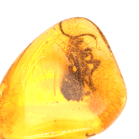 Baltischer Bernstein mit Seltenem Fossil