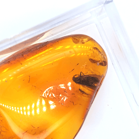 Bernstein Fossil mit Millionen Jahre Altem Insekt